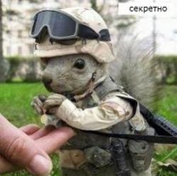 10 животных, сделавших головокружительную карьеру в армии 10 животных, сделавших головокружительную карьеру в армии