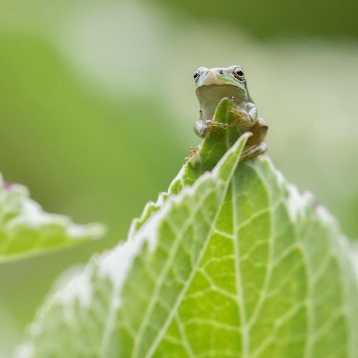 Природа Японии в фотографиях Kunito Imai