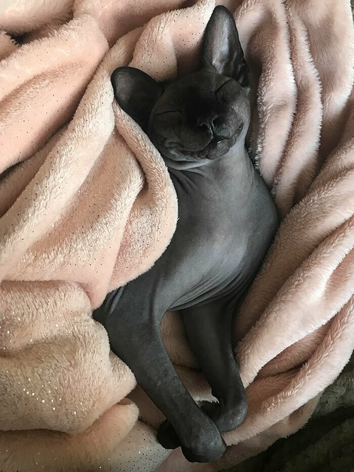 Людвиг доволен жизнью Людвиг доволен жизнью забавно, коты, кошки, милые животные, подборка, сфинкс, сфинксы, фото