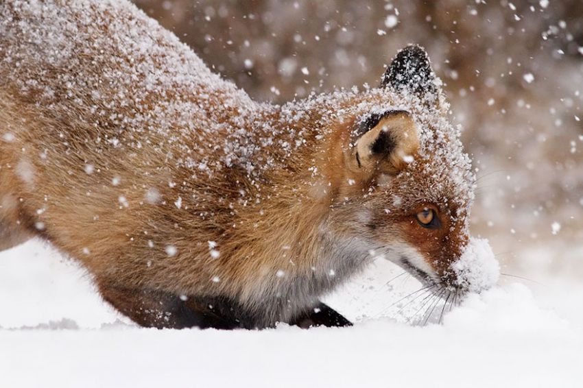 Лисы в дикой природе. Фотографии Roeselien Raimond фото, лисы, природа