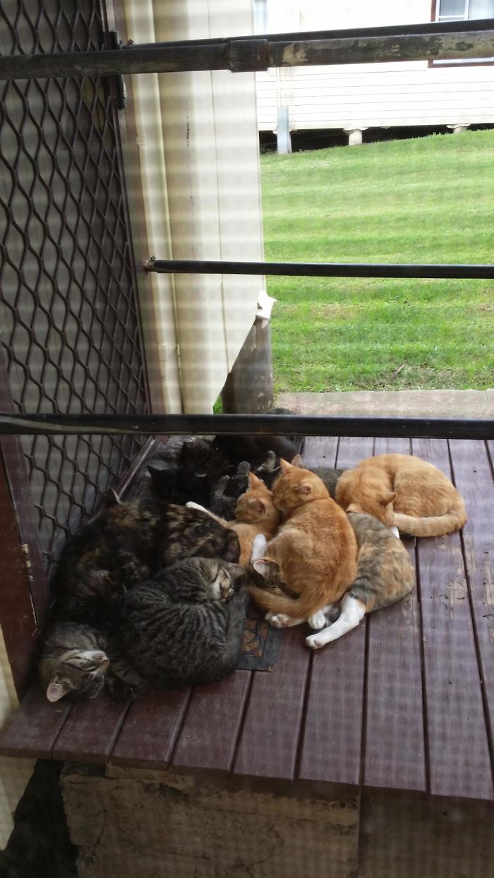 коты на фотографиях коты спят