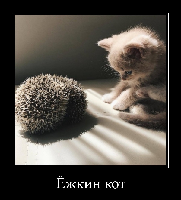 Демотиваторы Демотиваторы