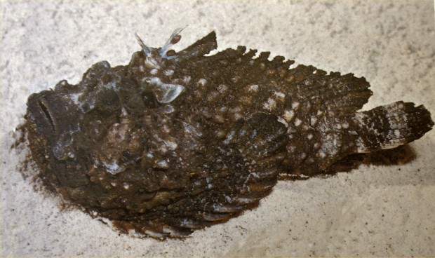 Synanceja horrida