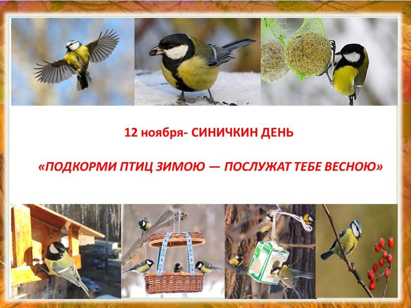 Синичкин день Синичкин день история, факты