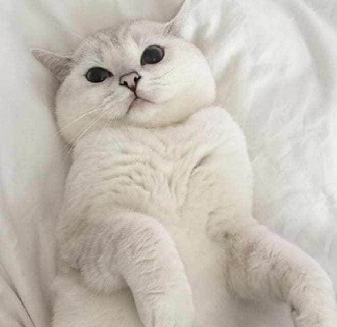 Кот на белой простыне Кот на спине