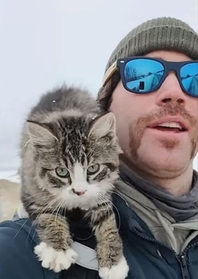 Котенок на плече Котенок и человек