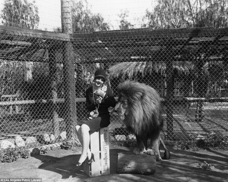 Знаменитая "голливудская львиная ферма": архивные фотографии 1925 - 1942 гг Знаменитая "голливудская львиная ферма": архивные фотографии 1925 - 1942 гг архивные снимки, архивные фото, дрессированные, дрессировщик, лев, львы, сша