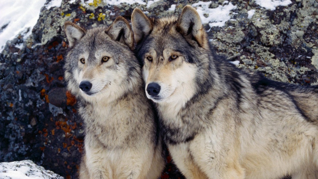 wolves-21172