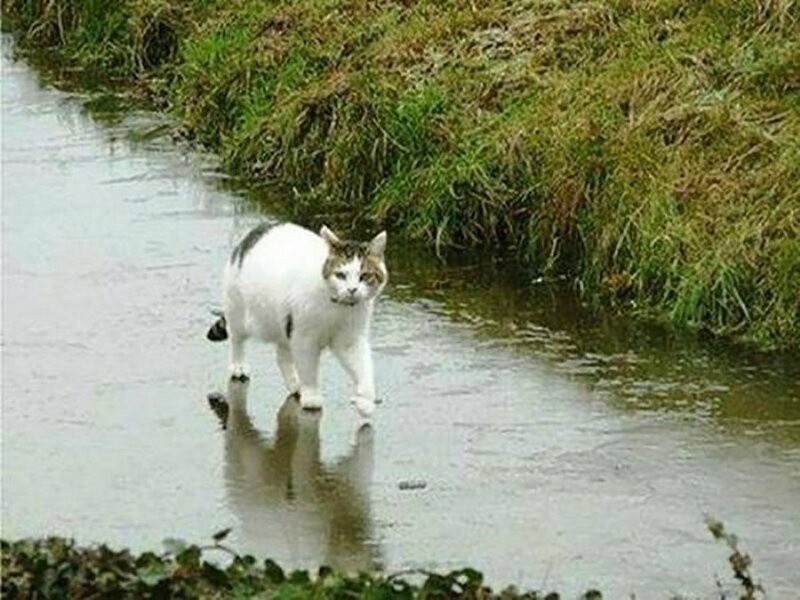 Иллюзия или фантастика Фото, которые заставят вас усомниться в законах природы
(14 фото)
