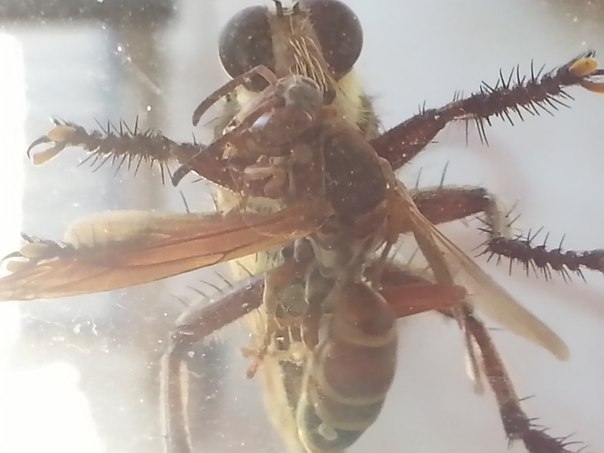 Гигантская муха атаковала пчелу.