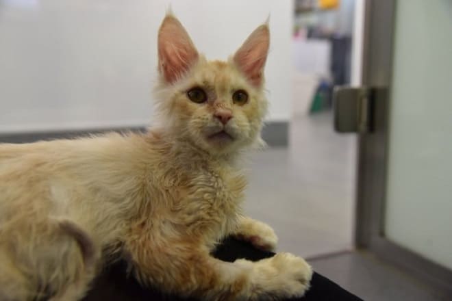 Котенок в больнице Котенок лежит