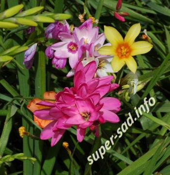 Иксии – звездообразные цветки великолепия.