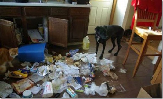 funny-cats-dogs-destroy-house-023