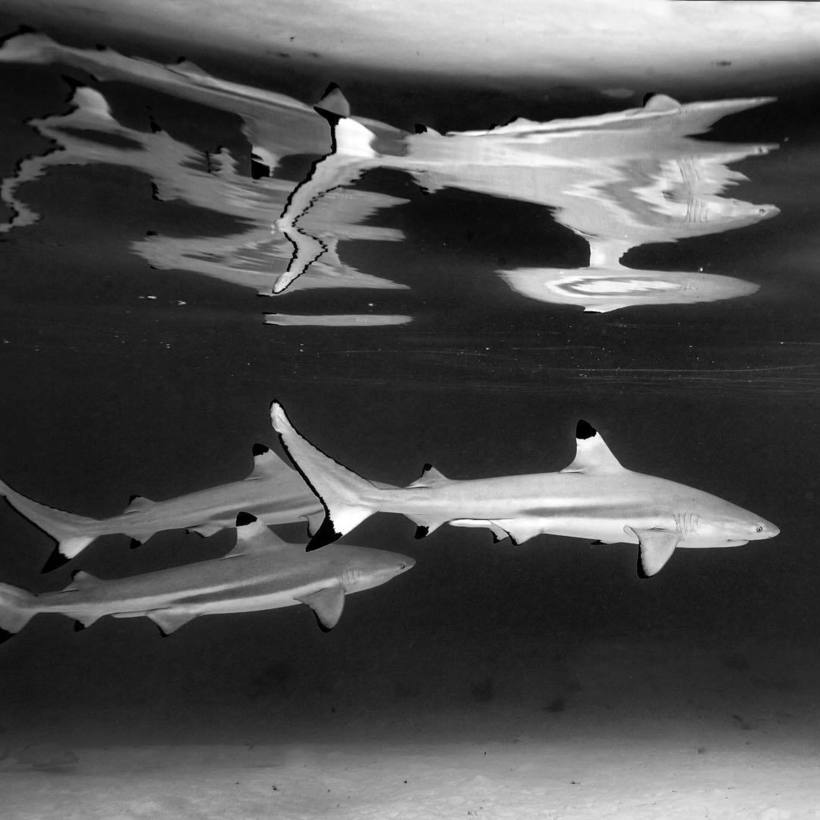 Блог - Отважный фотограф сделал невероятные снимки акул в волнах Отважный фотограф сделал невероятные снимки акул в волнах