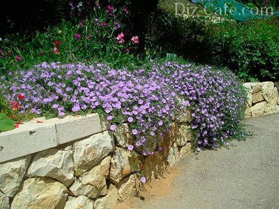 ������� ������