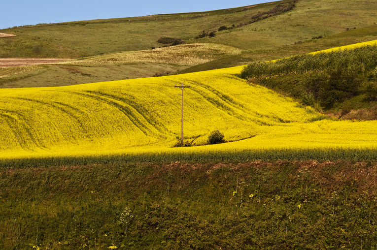 Каноловое поле 