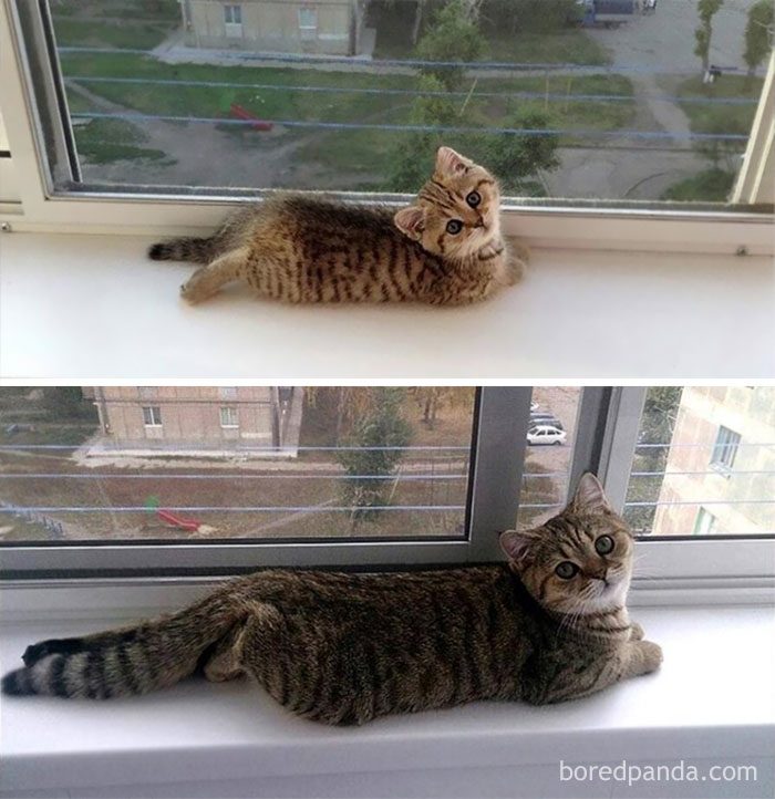 Котята, которые с возрастом превратились в шикарных котов и кошек