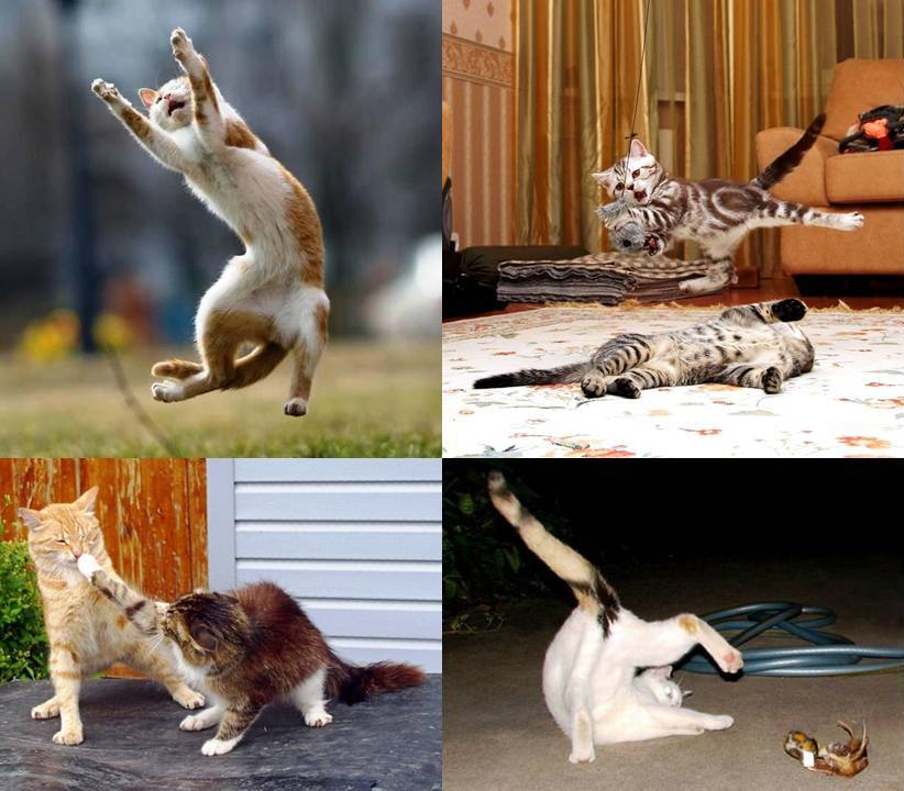 Коты - спортсмены коты, смешно
