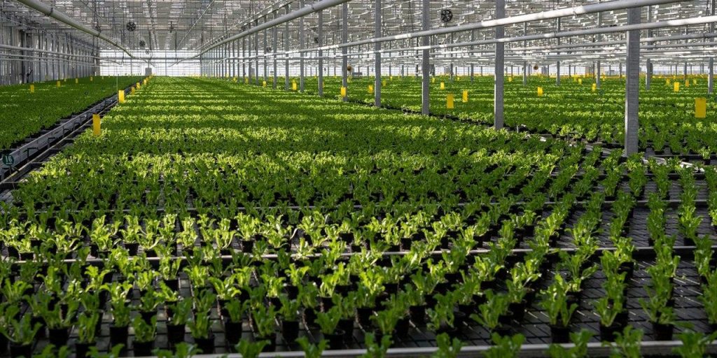 Продукцию агропромышленного комплекса Москвы стали чаще покупать за рубежом