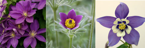 Цветочные растения, аквелегия, прострел, клематис