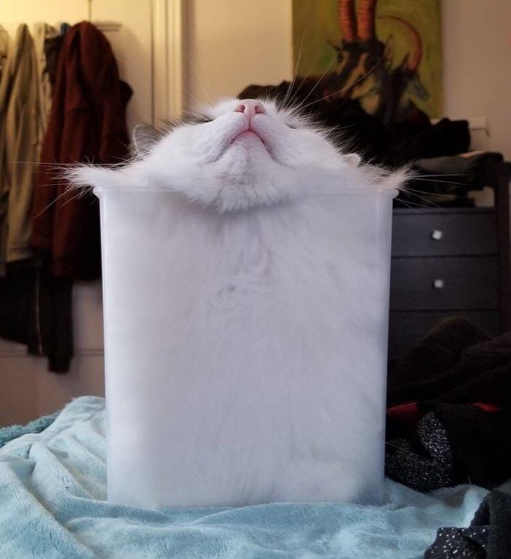 20+ котеек, которые пренебрегают всеми известными законами физики 20+ котеек, которые пренебрегают всеми известными законами физики