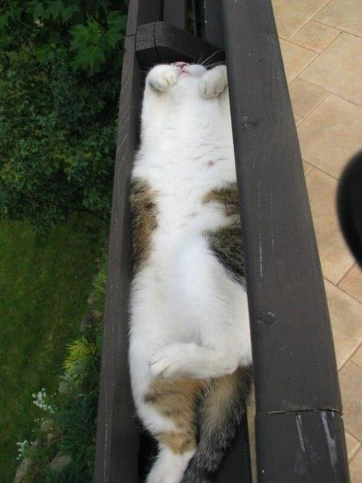 20+ котеек, которые пренебрегают всеми известными законами физики 20+ котеек, которые пренебрегают всеми известными законами физики