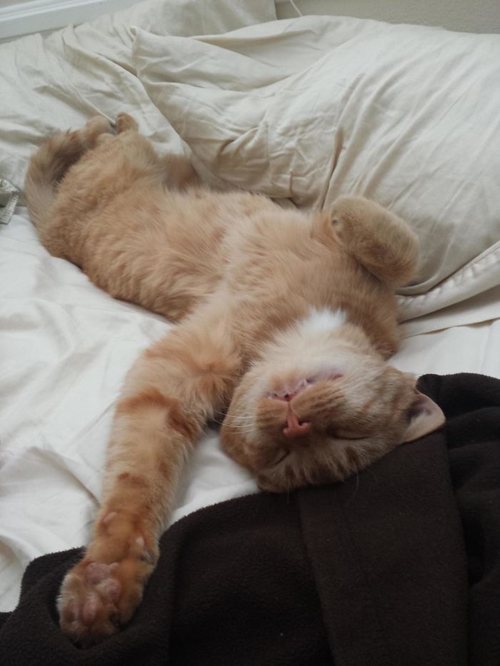 рыжий кот