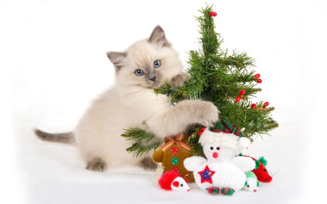 Позитивные и милые котики Позитивные и милые котики
