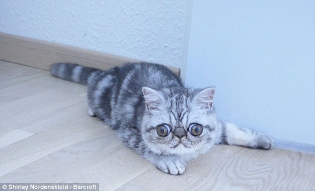 Удивленный кот по кличке Герман Удивленный кот по кличке Герман