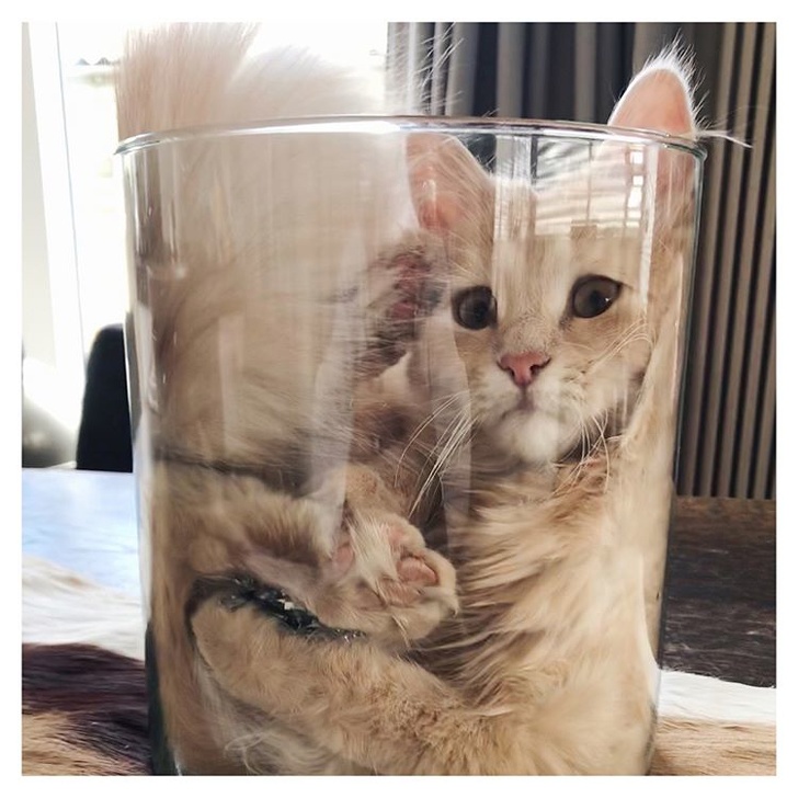 20+ котеек, которые пренебрегают всеми известными законами физики 20+ котеек, которые пренебрегают всеми известными законами физики