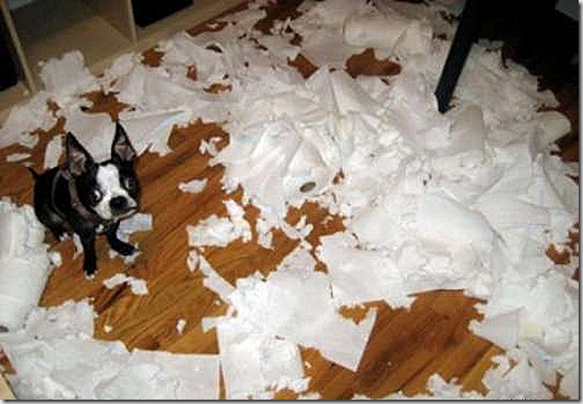 animals-destroy-house-28