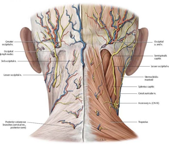 content_sheya_anatomiya__econet_ru