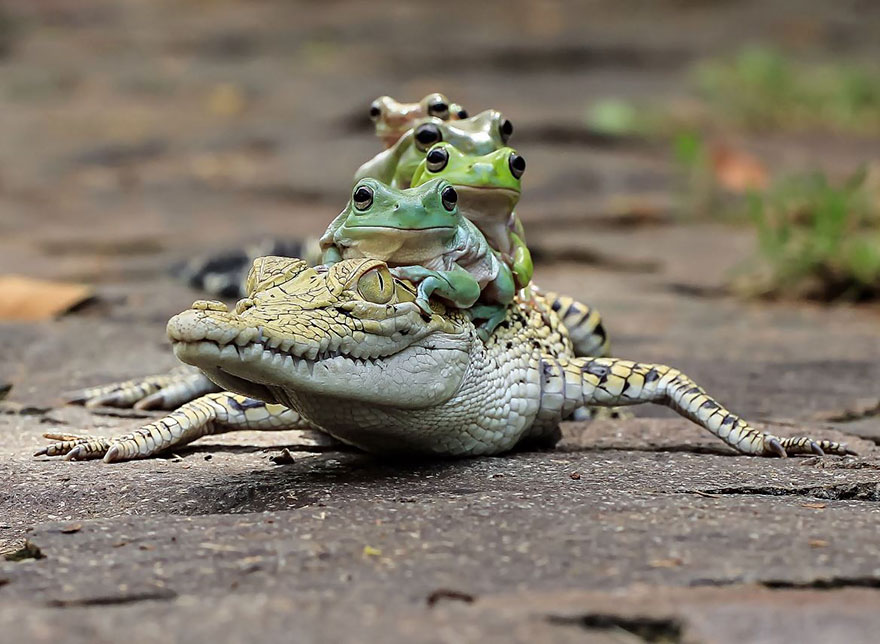 Царевна-лягушка: индонезиец снимает неожиданные грани обычных лягушек