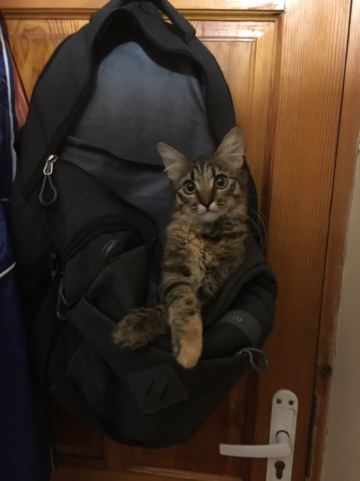 Он принес домой маленькое, мокрое, грязное чудо, которое дрожало от холода Он принес домой маленькое, мокрое, грязное чудо, которое дрожало от холода