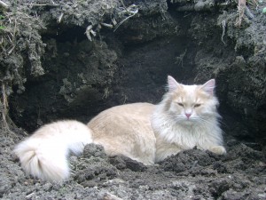 Кот Пуршик. Погиб на свободном выгуле в возрасте трех лет. Кот Пуршик. Погиб на свободном выгуле в возрасте трех лет.