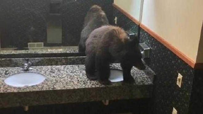 Испуганный мишка Мишка в туалете
