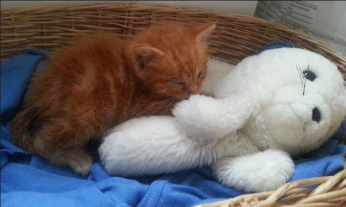 кошка, животные, спасение