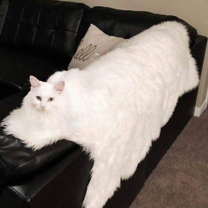 20+ котеек, которые пренебрегают всеми известными законами физики 20+ котеек, которые пренебрегают всеми известными законами физики