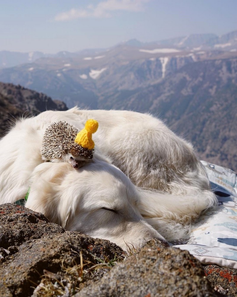 Забавные и милые животные заряжают позитивом