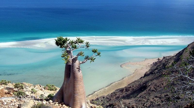 Socotra03 Удивительный остров Сокотра