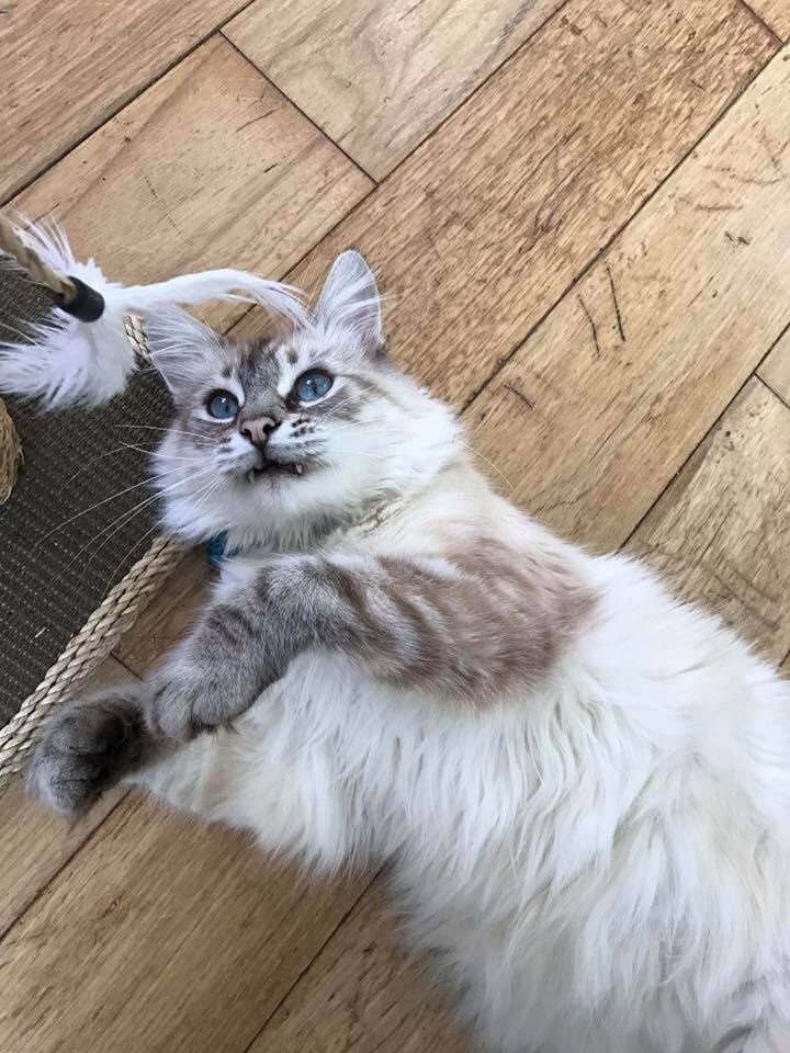 Бездомный кот утешил женщину, которая потеряла питомца