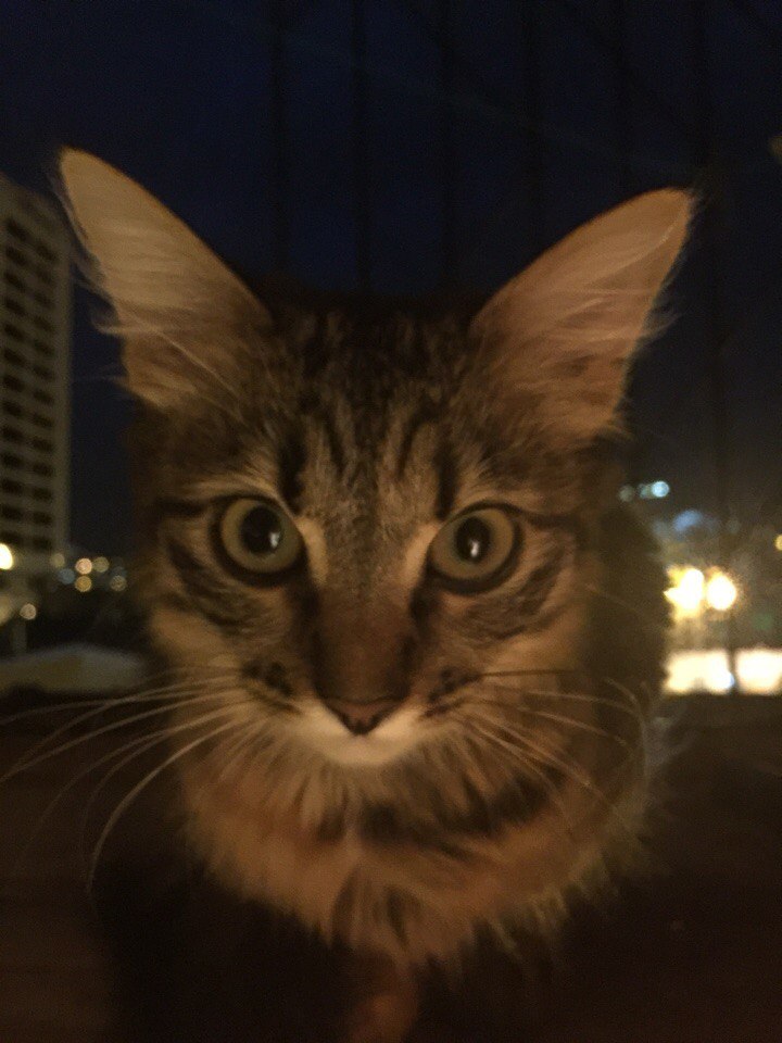 Он принес домой маленькое, мокрое, грязное чудо, которое дрожало от холода Он принес домой маленькое, мокрое, грязное чудо, которое дрожало от холода