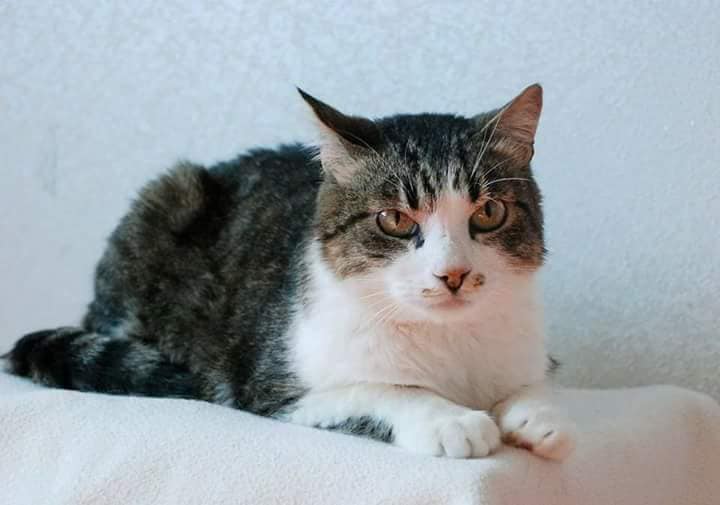 кот ищет дом кот на фото