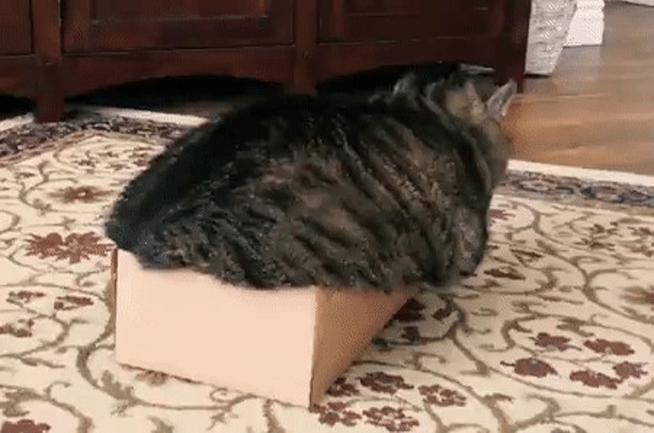 20+ котеек, которые пренебрегают всеми известными законами физики 20+ котеек, которые пренебрегают всеми известными законами физики