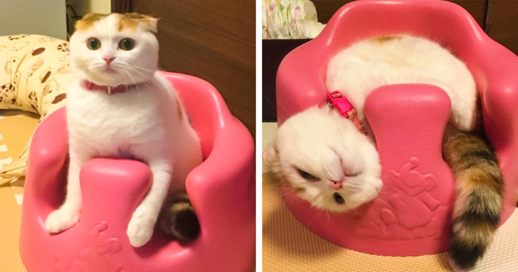 20+ котеек, которые пренебрегают всеми известными законами физики 20+ котеек, которые пренебрегают всеми известными законами физики
