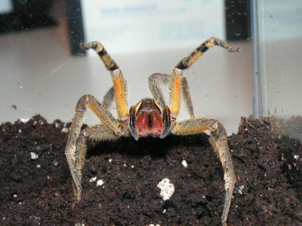 Phoneutria