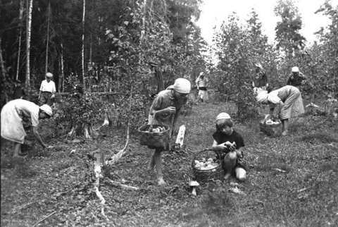 Школьники колхоза "Белорусский Труженик" собирают грибы для Красной Армии, 1942 г.