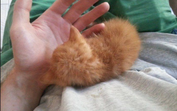 кошка, животные, спасение