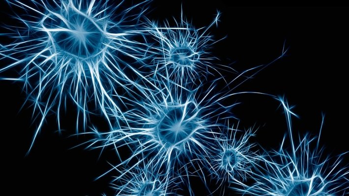 Новые нейроны в организме человека появляются до самой старости