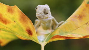 cute-baby-chameleons00